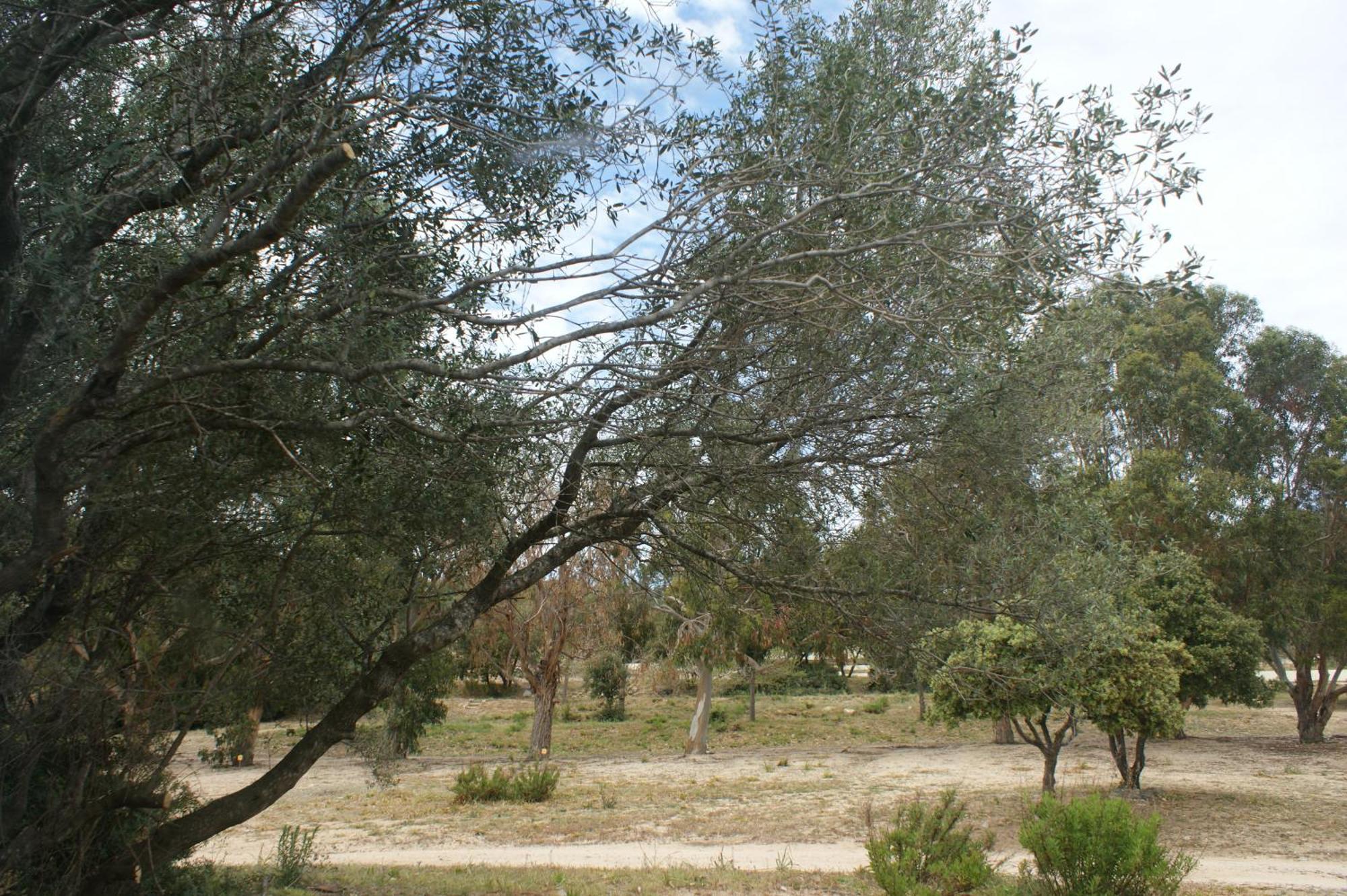 Belle Location Sur Lumio Avec Vue Remarquable Et Jardin别墅 外观 照片